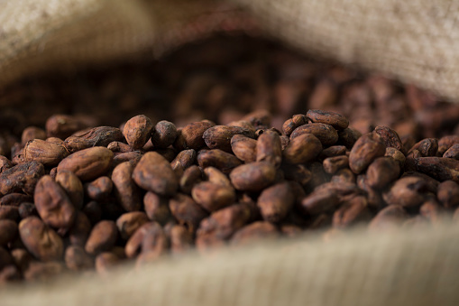 Roasted cacao beans in a sack.