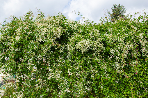 Knotweed, climbing plant with white flowers