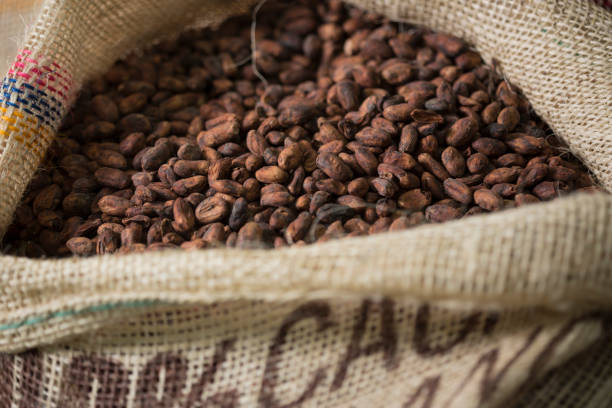Roasted cacao beans in a sack.