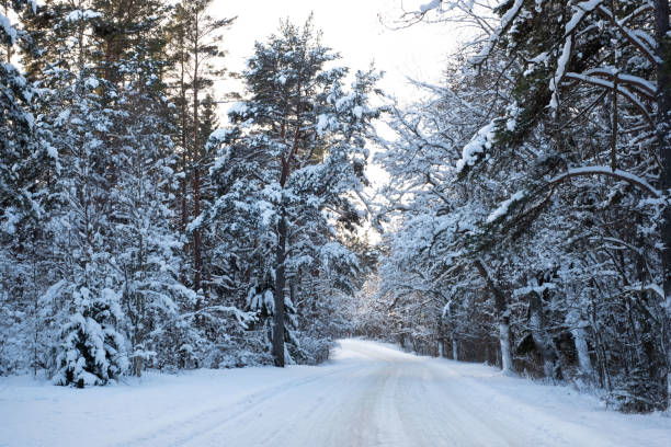 istock Snowy road curving between beautiful forest covered in snow. 1301462119