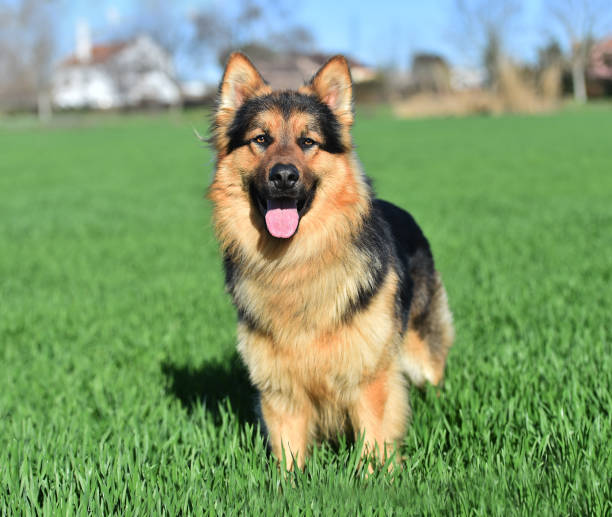 istock A nice german shepherd in a green field 1301462482