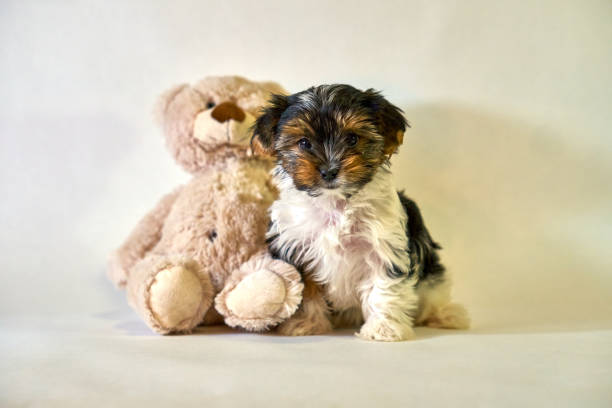 istock Puppy beaver york sits with a teddy bear on a white background. Insulator dog. 1301464073