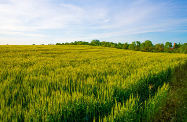 istock Spring wheat field at Sunrise-Hamilton County Indiana 1301464403