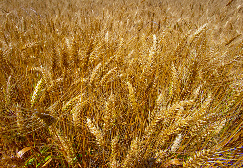 Wheat field ready for harvest-Hamilton County, Indiana