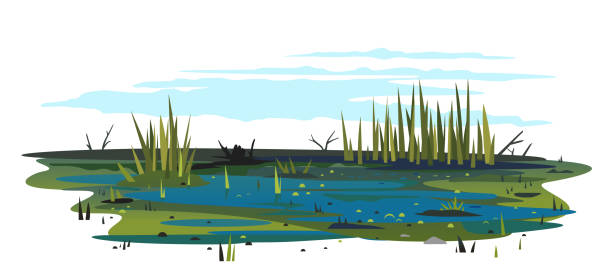 Swamp with bulrush plants isolated illustration Wild danger swamp with dirty water and various plants isolated illustration, dead trees with bulrush plants, clipart of terrible mystical place, swampy pond with reeds, overgrown pond pond illustrations stock illustrations