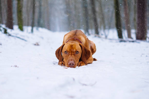 Vizsla dog in the forest while it is snowing