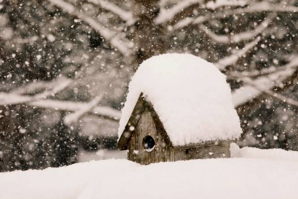 istock Birdhouse in Winter 1301465468