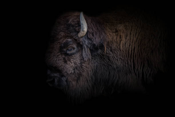 Bison with black background stock photo