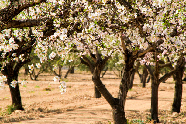 istock Almond trees in bloom under blue sky 1301466796