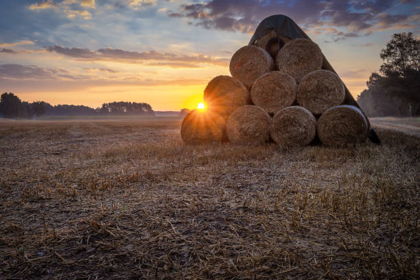 istock Some straw bales on a field during sunrise 1301466917