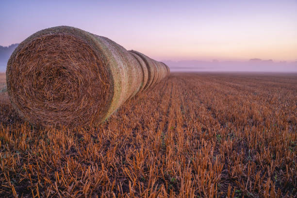 수확 시간 동안 하노버 근처 안개 낀 아침 동안 짚 베일 - wheat sunset bale autumn 뉴스 사진 이미지