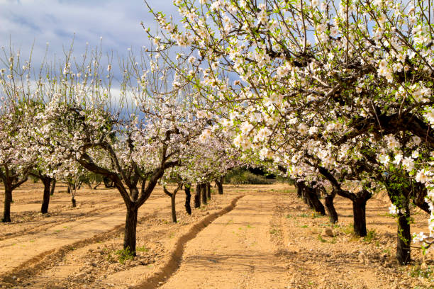 istock Almond trees in bloom under blue sky 1301467948