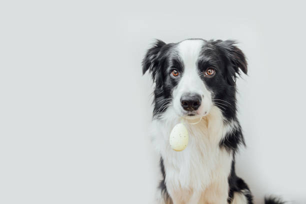 istock Happy Easter concept. Preparation for holiday. Cute puppy dog border collie holding Easter egg in mouth isolated on white background. Spring greeting card 1301468069