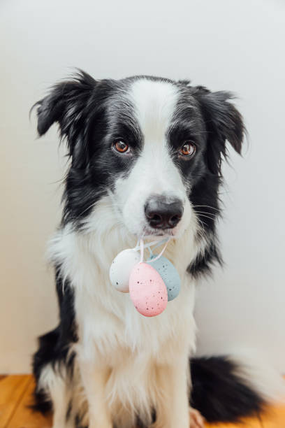 istock Happy Easter concept. Preparation for holiday. Cute puppy dog border collie holding Easter colorful eggs in mouth on white background at home. Spring greeting card 1301468073