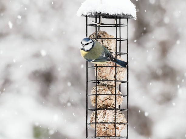 istock A Blue Tit (Cyanistes caeruleus) on a bird feeder in the snow 1301468107