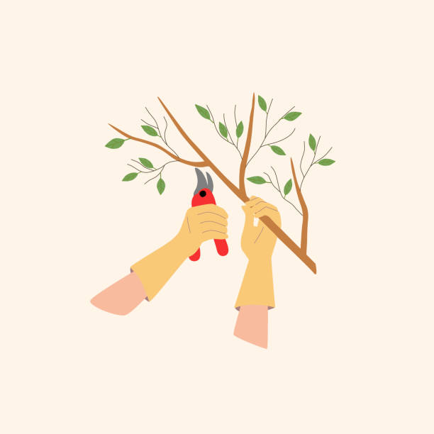 Pruning tree branches. Gloved hands hold a branch and cutting shears, the gardener takes care of the park. Pruning tree branches. Gloved hands hold a branch and cutting shears, the gardener takes care of the park. Vector illustration. pruning shears stock illustrations