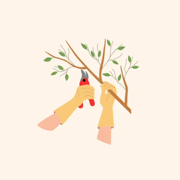 Vector illustration of Pruning tree branches. Gloved hands hold a branch and cutting shears, the gardener takes care of the park.