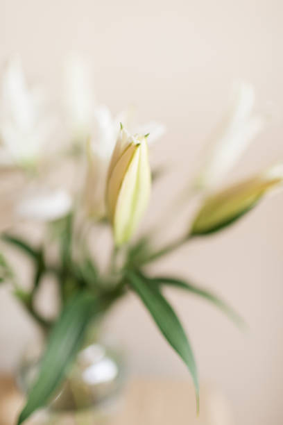 белые пасхальные цветы лилии с нейтральным фоном для простого уютного дня святого валентина у себя дома в 2021 году - lily white easter single flower стоковые фото и изображения