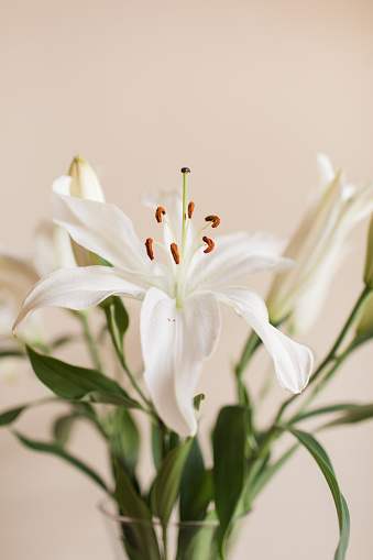 White Easter Lily Flowers in a Glass Vase with a Neutral Background for a Simple Cozy Valentine's Day at Home in 2021