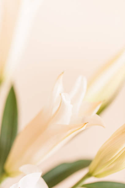 White Easter Lily Flowers in a Glass Vase with a Neutral Background for a Simple Cozy Valentine's Day at Home in 2021