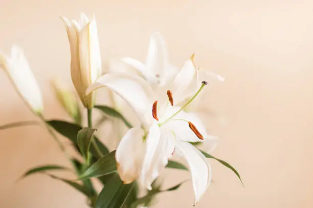 White Easter Lily Flowers in a Glass Vase with a Neutral Background for a Simple Cozy Valentine's Day at Home in 2021