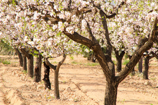 istock Almond trees in bloom under blue sky 1301474151
