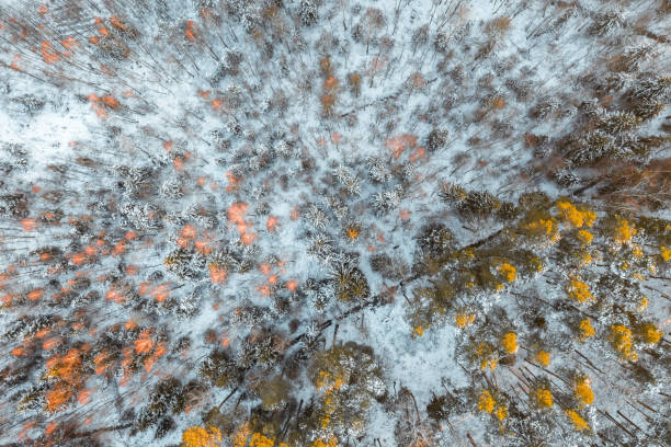 istock Aerial view of mixed snowy forest on a sunny day 1301474713