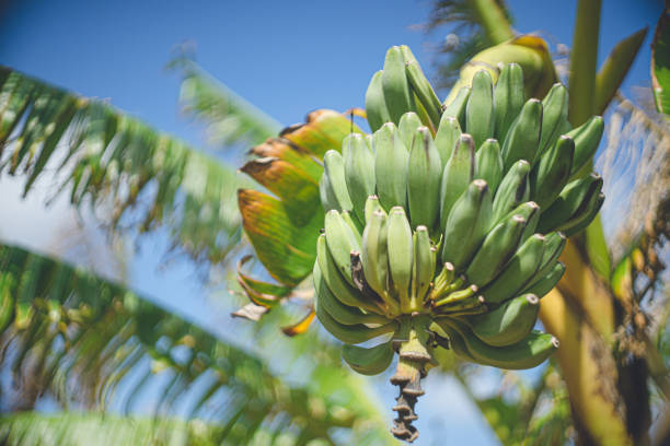 Hot tropical sunshine, blue skies, and lots of bananas. stock photo