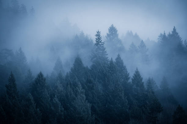 istock Foggy Rainforest by the Sea 1301475361