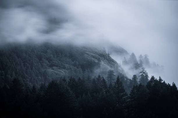 istock Foggy Rainforest by the Sea 1301475487