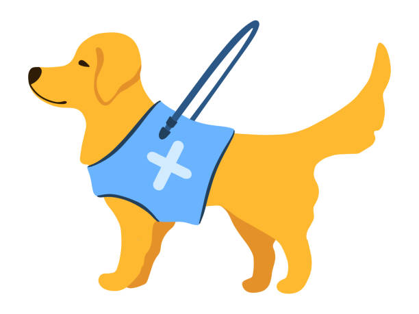 Guide dog with long handle in cartoon style. Golden Retriever isolated object on white background. Vector illustration. Flat design for icon, poster, banner, flyer, web, business, company, sign. Guide dog with long handle in cartoon style. Golden Retriever isolated object on white background. Vector illustration. Flat design for icon, poster, banner, flyer, web, business, company, sign. animal harness stock illustrations