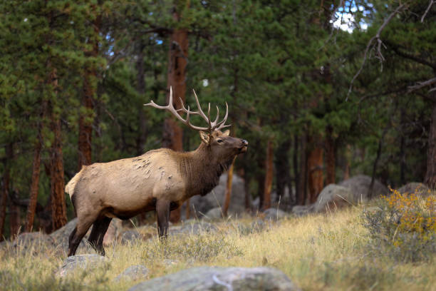 istock Rocky Mountain Bull Elk in Autumn 1301478517