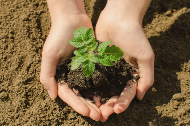 istock Tomato seedling in young female farmer hands. 1301480042
