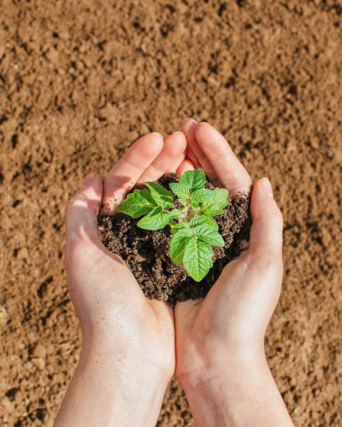 istock Tomato seedling in young female farmer hands. 1301480053
