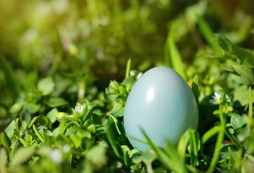 Blue bright egg of a wild nightingale on the background of a green fresh garden. Wildlife animal life and festive traditional easter card