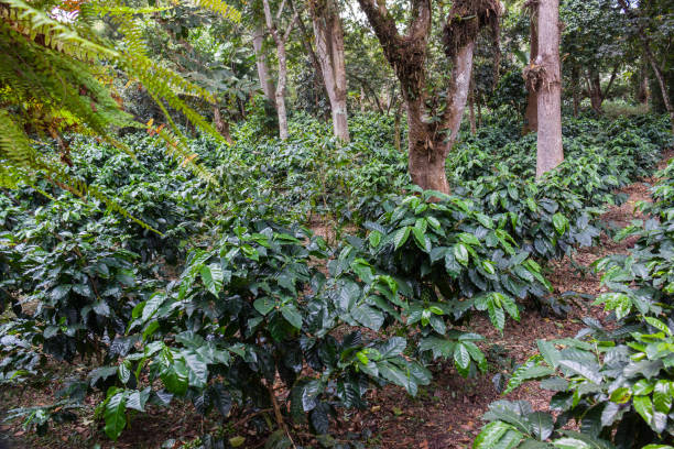 istock Arabian coffee Coffea arabica from Colombia 1301481165