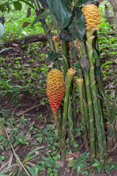 istock Zingiber spectabile is a species of true ginger 1301482125