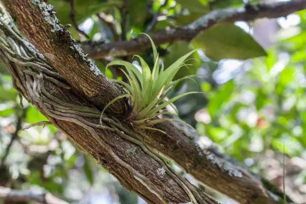 Aechmea caudata Lindm. on tree branchOrchids on tree in ColombiaAechmea caudata Lindm. on tree branch