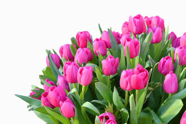 istock Large bouquet of pink tulips 1301482981
