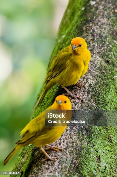 Saffron Finchs Stock Photo - Download Image Now - Finch, Yellow, Big Island - Hawaii Islands