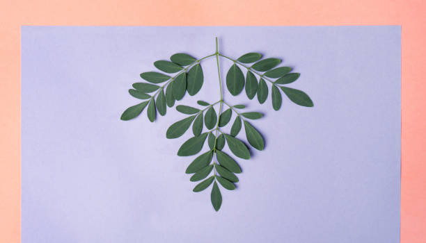 istock Flat lay with leaves on pink and purple background 1301483156