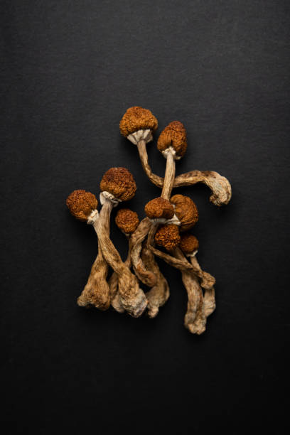 シロシビン魔法のキノコやシュルームポリフィレティック - magic mushroom psychedelic mushroom fungus ストックフォトと画像