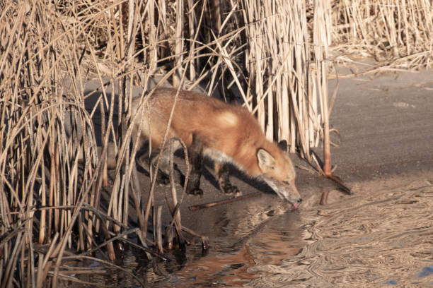 14,075 Wild Animals Drinking Water Stock Photos, Pictures & Royalty-Free Images - iStock 14,075 Wild Animals Drinking Water Stock Photos, Pictures & Royalty-Free Images - iStock