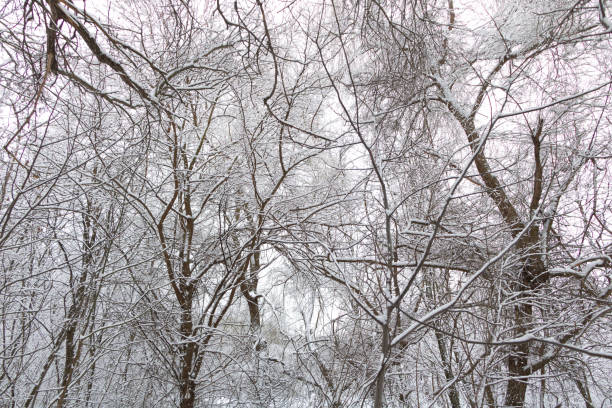 istock Snow in the forest - winter scenary. Snowy winter nature 1301487851