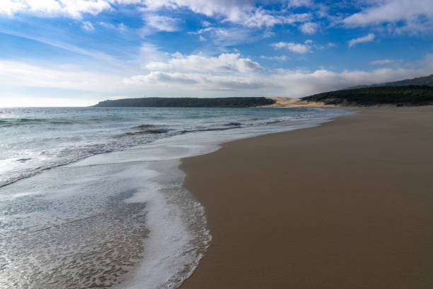 istock peaceful empty golden sand beach with waves rolling in and pine forest and a large sand dune in the background 1301488045