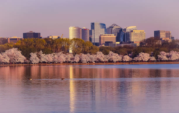 istock Cherry Blossoms in the Tidal Basin, Washington, D.C 1301490878