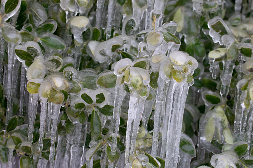 Frozen over plant after ice storm