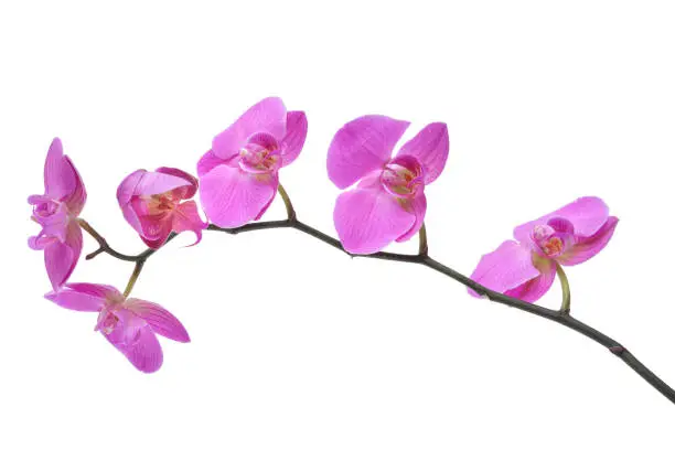 Photo of Beautiful purple orchid flower isolated on white.