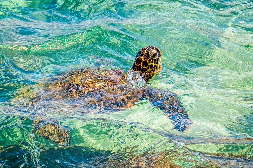 Green sea turtle swimming off the coast of Hawaii