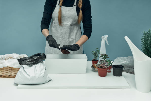 the girl plants indoor plants and flowers in soil and pots. plant care and maintenance. hobby. - 12014 imagens e fotografias de stock